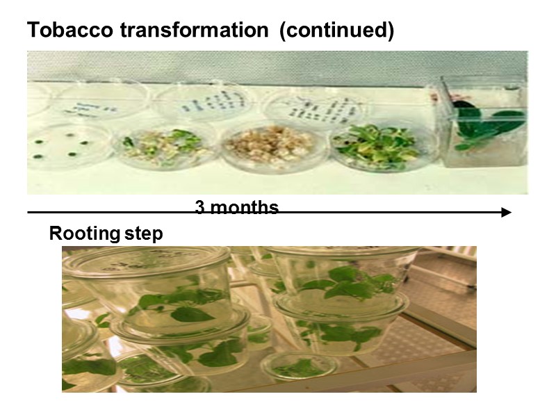 3 months Rooting step Tobacco transformation (continued)